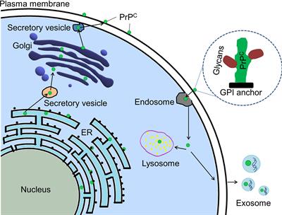 The Role of Cellular Prion Protein in Cancer Biology: A Potential Therapeutic Target